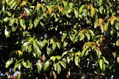 Bhesa indica